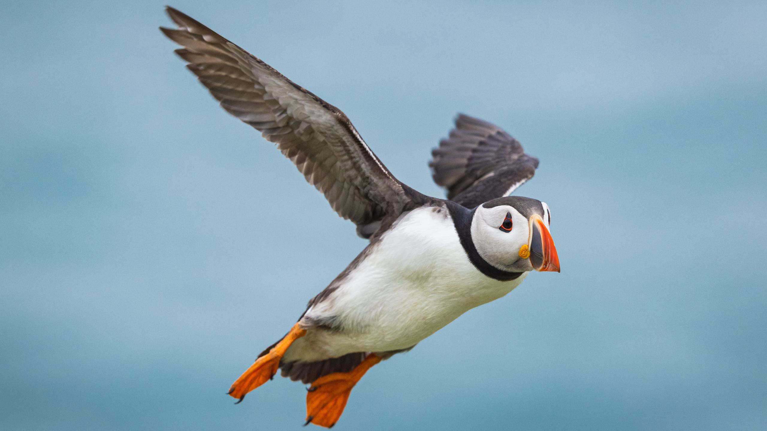 Wildlife Boat Trips and Island Wildlife boat trips from Saundersfoot aboard The Celtic Explorer