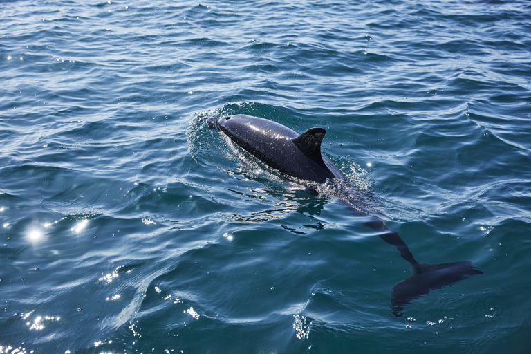 Spot Dolphins off the Pembrokeshire Coast with a Pembrokeshire boat trip from Saundersfoot